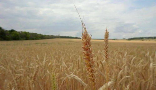 十七連豐的背后 2020年全國糧食總產量超1.3萬億斤的成就與挑戰